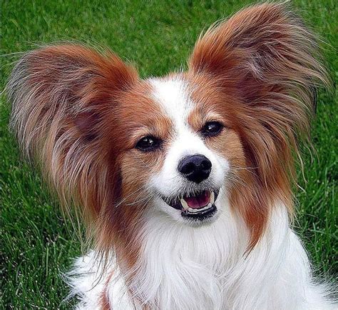 List of the Top 10 Smartest Dog Breeds and Their Histories | PetHelpful