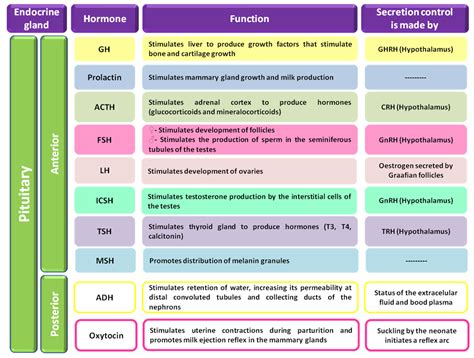 Glands Of The Endocrine System Chart