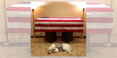 Everyone Loves This Photo Of Sully, George H.W. Bush's Service Dog