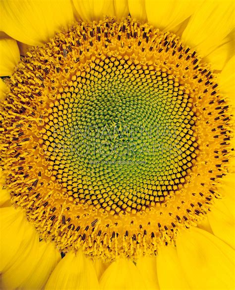 science biology sunflower fibonacci sequence | Fundamental Photographs - The Art of Science