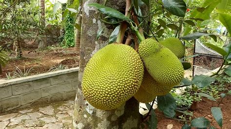 Jackfruit || largest fruit in the world || chakka @karthismedia - YouTube