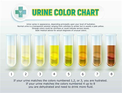 Curious Kids: why is urine yellow?