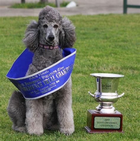 The champions of dog sports - Dogslife. Dog Breeds Magazine