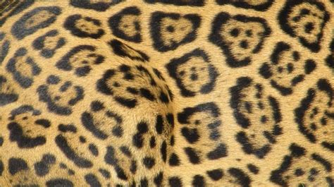 Jaguar vs Leopard: The Ultimate Showdown – Safari Near