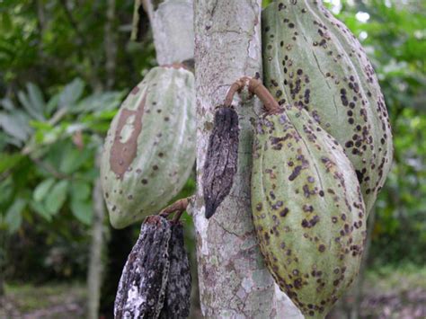 Black pod disease infected cocoa pods - a photo on Flickriver