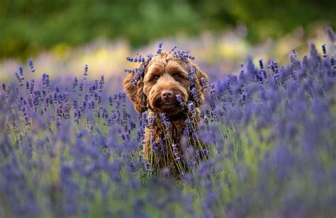 I Took 20 Pictures Of Dogs Playing In Flower Fields, Making The Best ...