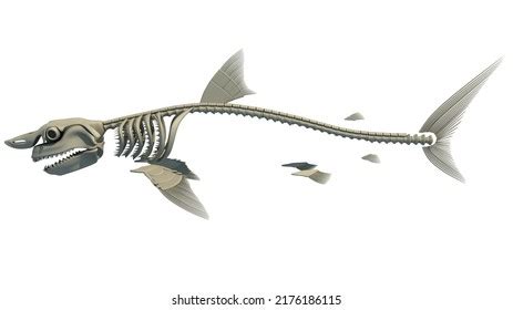 307 Shark anatomy Images, Stock Photos & Vectors | Shutterstock