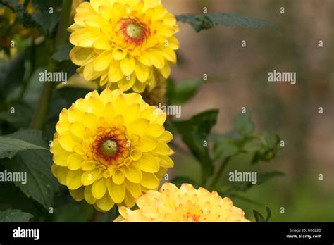 Dahlia sunny boy flower Stock Photo - Alamy