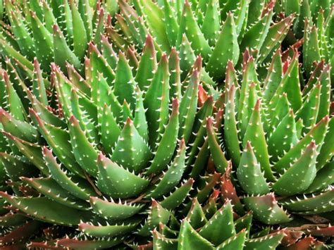 62 Different Types of Aloe Vera (with Photos) | Aloe vera plant, Colorful succulents, Types of ...