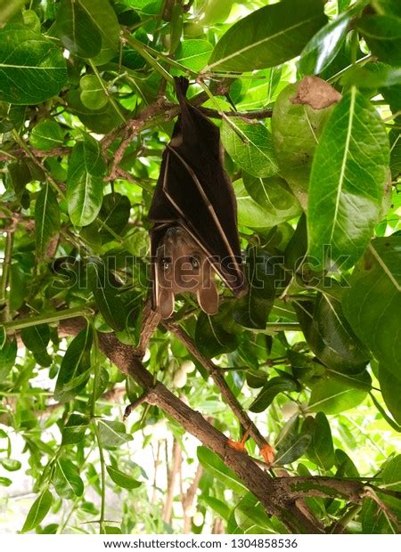 Cute Innocent Bat Hanging Upside Down Stock Photo 1304858536 | Shutterstock