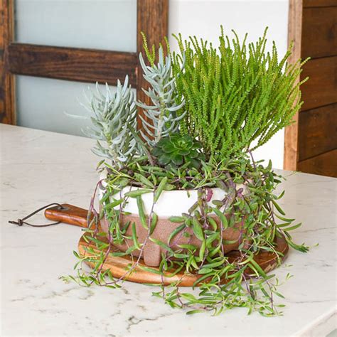 Succulent Dish Garden | Indoor Gardens | Breck's Gifts