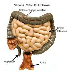 Epiploic Appendagitis Can Be Found On The Wall Of The Colon How To Cure ...