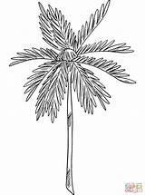 Palm Tree coloring Page  Free Printable Coloring Pages sketch template