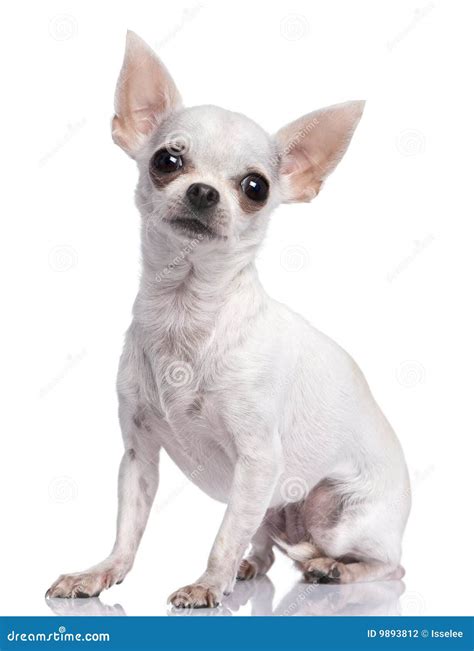 White Chihuahua (3 Years Old) Stock Photo - Image of animals, pets: 9893812