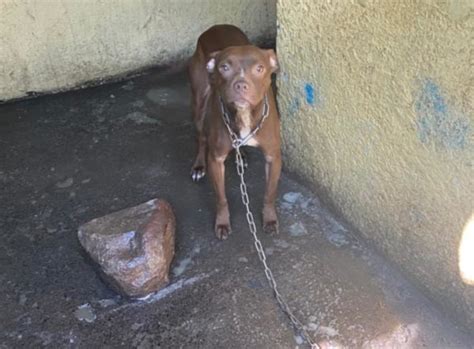 SPCA rescues five dogs from deplorable conditions