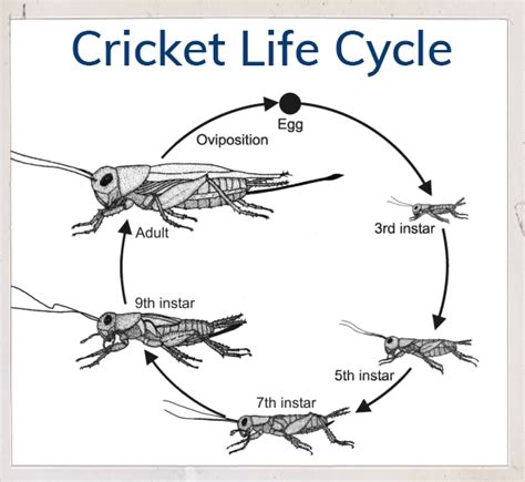 List 93+ Pictures What Is The Life Cycle Of A Cricket Sharp