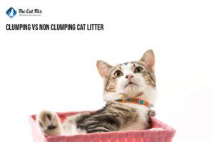 Clumping vs Non-Clumping Cat Litter: Pros and Cons