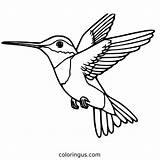 Hummingbird Outline Art Coloring Page sketch template