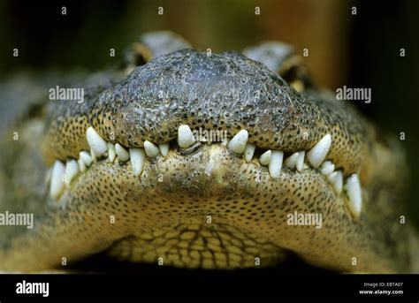 American alligator (Alligator mississippiensis), closeup of the snout Stock Photo - Alamy