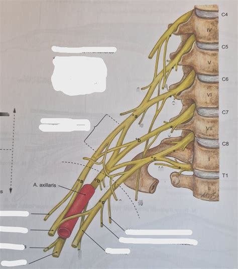 Plexus brachialis Diagram | Quizlet