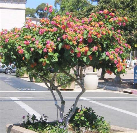 Lazy gardener: 'Standard' operating procedure | Lantana tree, Lantana, Lawn and garden