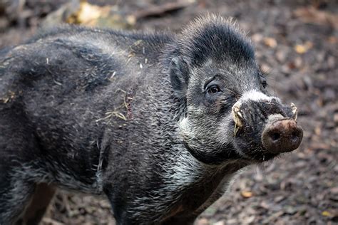 Visayan Warty Pigs by Roberta B. Turner - The Light Magazine