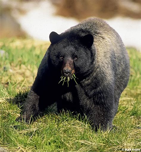 Black Bear (Glacier Bear), Glacier Bay National Park, Alaska – Image 2711Mark Kelley | Mark Kelley