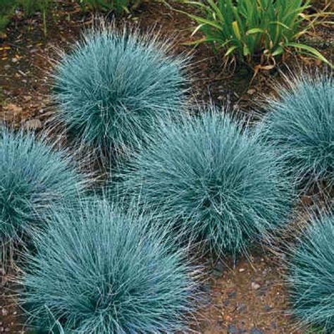 Buy Blue Fescue Grass Seeds online - Rarexoticseeds