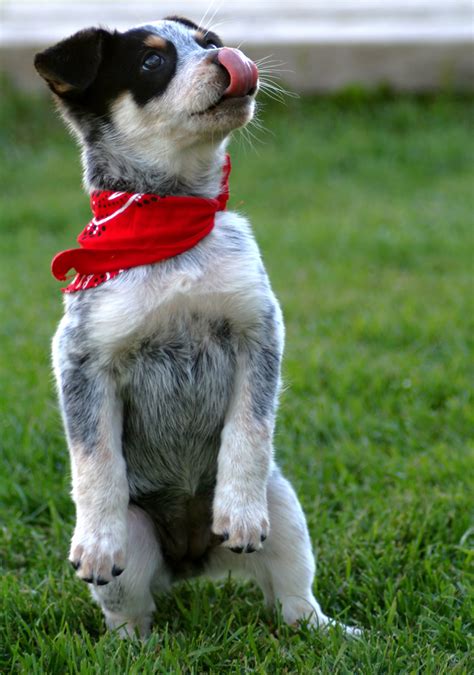 261 Blue Heeler Names - Trending To Traditional And Cattle Dog Themed