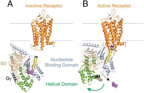 Discovery of how G proteins ‘turn on’ may lead to better drugs | Vanderbilt University