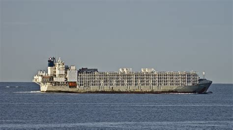 42 Crew, Nearly 6,000 Cows Missing After Ship Sinks In Storm-Tossed Seas Off Japan : NPR