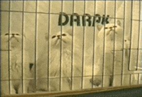 Cats Lol GIF by America's Funniest Home Videos - Find & Share on GIPHY