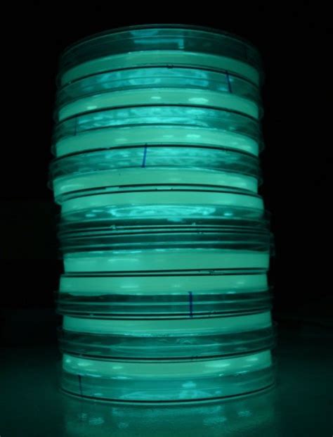 bioluminescent bacteria | Petri dishes, Science art, Bacteria