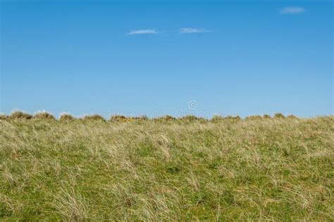 Tall Grass Field Wallpaper