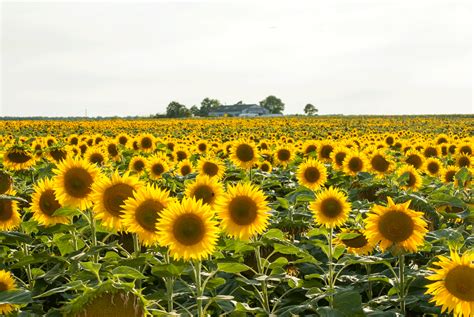 Campo de girasoles #YoComproSano Landscape, Places, Quotes, Nature ...