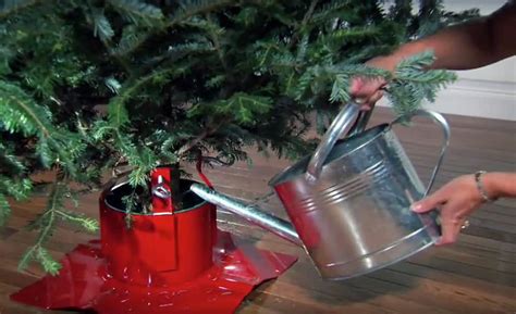 How to Water a Christmas Tree - The Home Depot