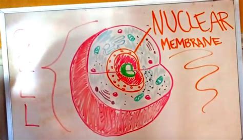 Nuclear Membrane Definition for Kids - HRF