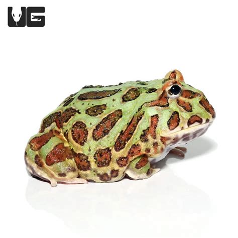 Green Pacman Frogs For Sale - Underground Reptiles