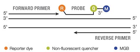 TaqMan Assays Explained | Thermo Fisher Scientific - ZA