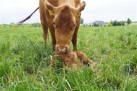 What in the World is Grass-Finished Beef Anyway? — Sonrise Farms