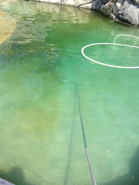 Wine Country Pools And Supplies: Swimming Pool Algae Removal