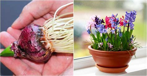 How To Force Bulbs to Bloom In The Depths Of Winter