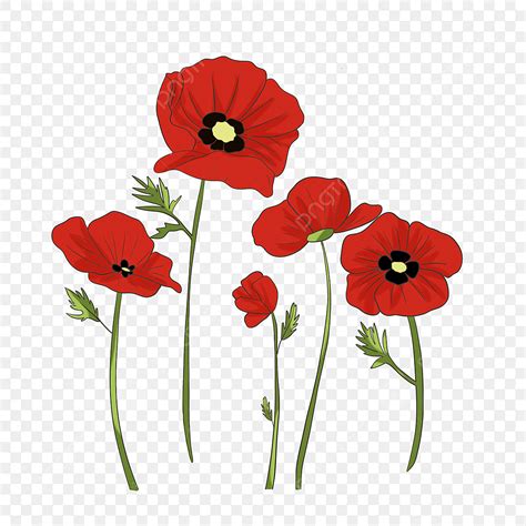 Red Poppy Flower PNG Picture, Lineart Red Poppy Flower Illustration ...