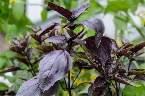 10 Dramatic Plants with Dark Foliage | BBC Gardeners World Magazine