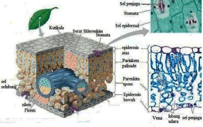 Organ Pada Tumbuhan (Daun Dan Struktur Anatomi Daun) - Biologisites