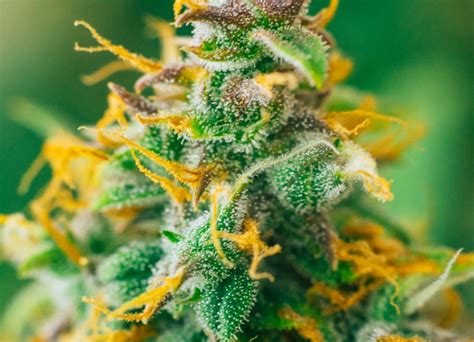 My Recommended Cannabis Strains for Beginners - Theihcc.com