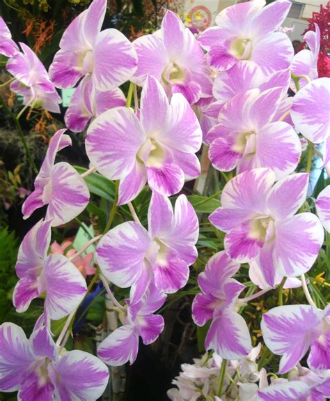 Blooming Orchids of the Month - fresh from Hawaii | Blooming orchid ...