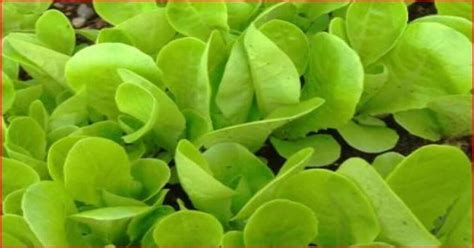 Little Gem Lettuce; How To Grow And Enjoy Variety Of Lettuce