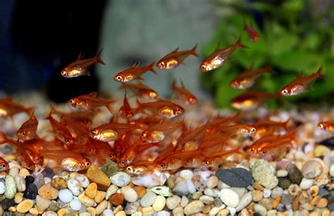 Ember tetra | Aquarium fish, Tropical freshwater fish, Aquarium fish store