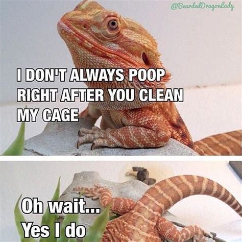 Pin by Katy Evans on Cute Bearded Dragons | Bearded dragon funny, Bearded dragon, Bearded dragon ...